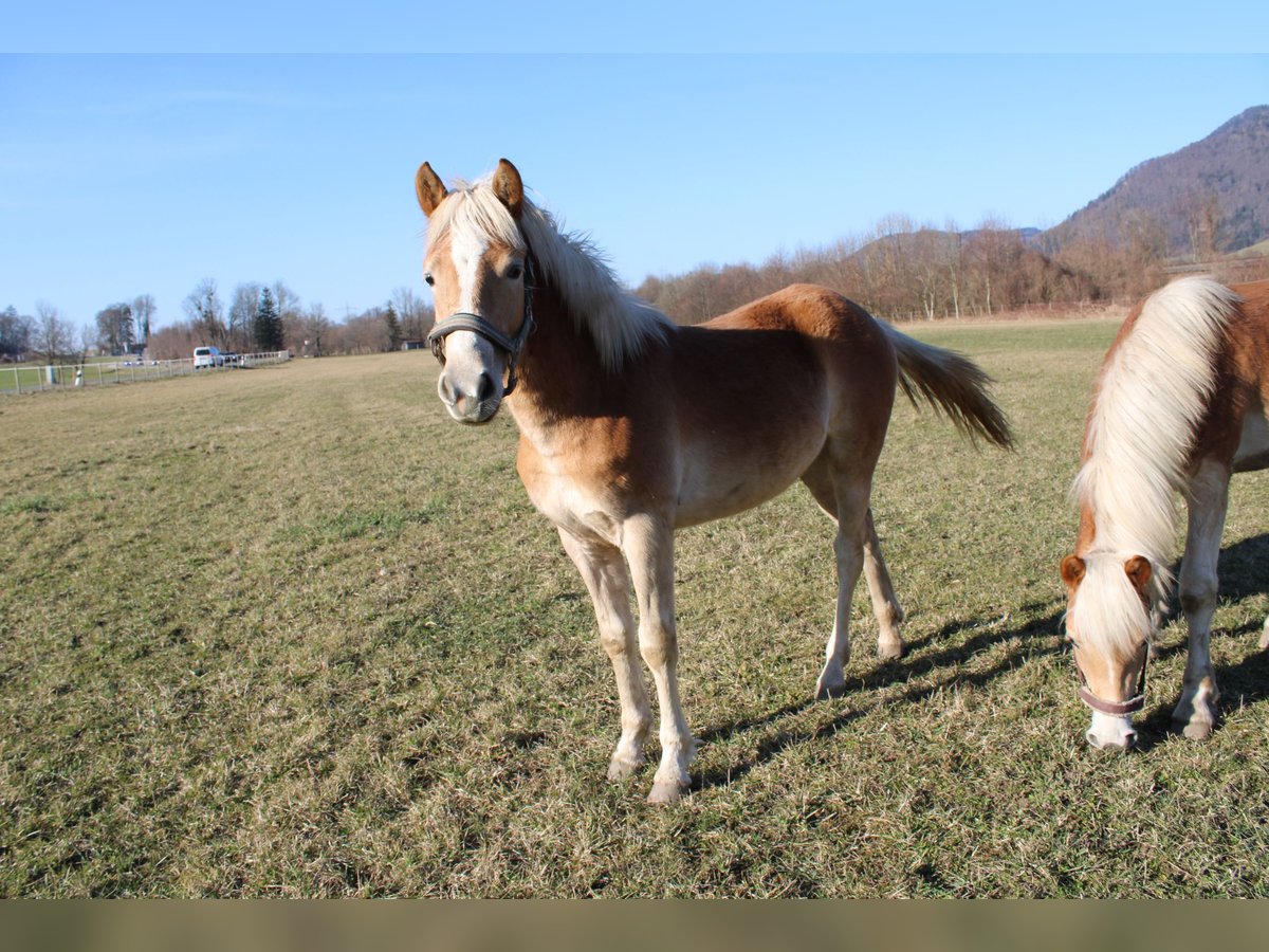 Haflinger Hengst 1 Jahr 150 cm Fuchs in Fischbach am Inn/Bayern