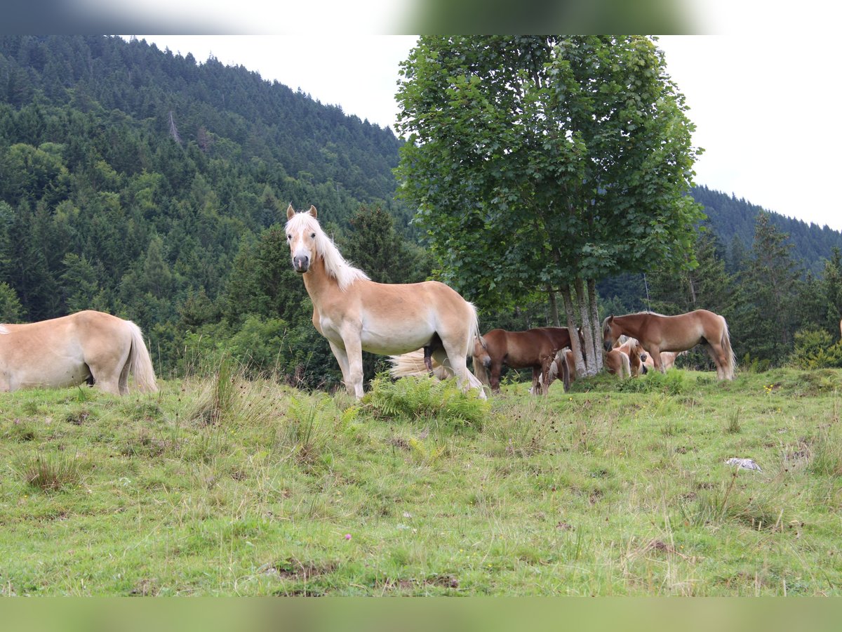 Haflinger Hengst 1 Jahr 150 cm Fuchs in Fischbach am Inn/Bayern
