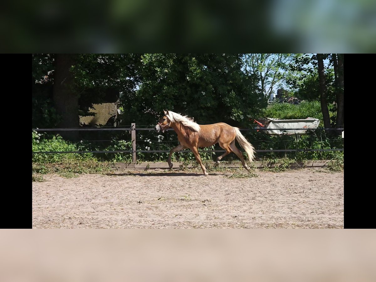 Haflinger Hengst 1 Jahr 152 cm Fuchs in Lunteren