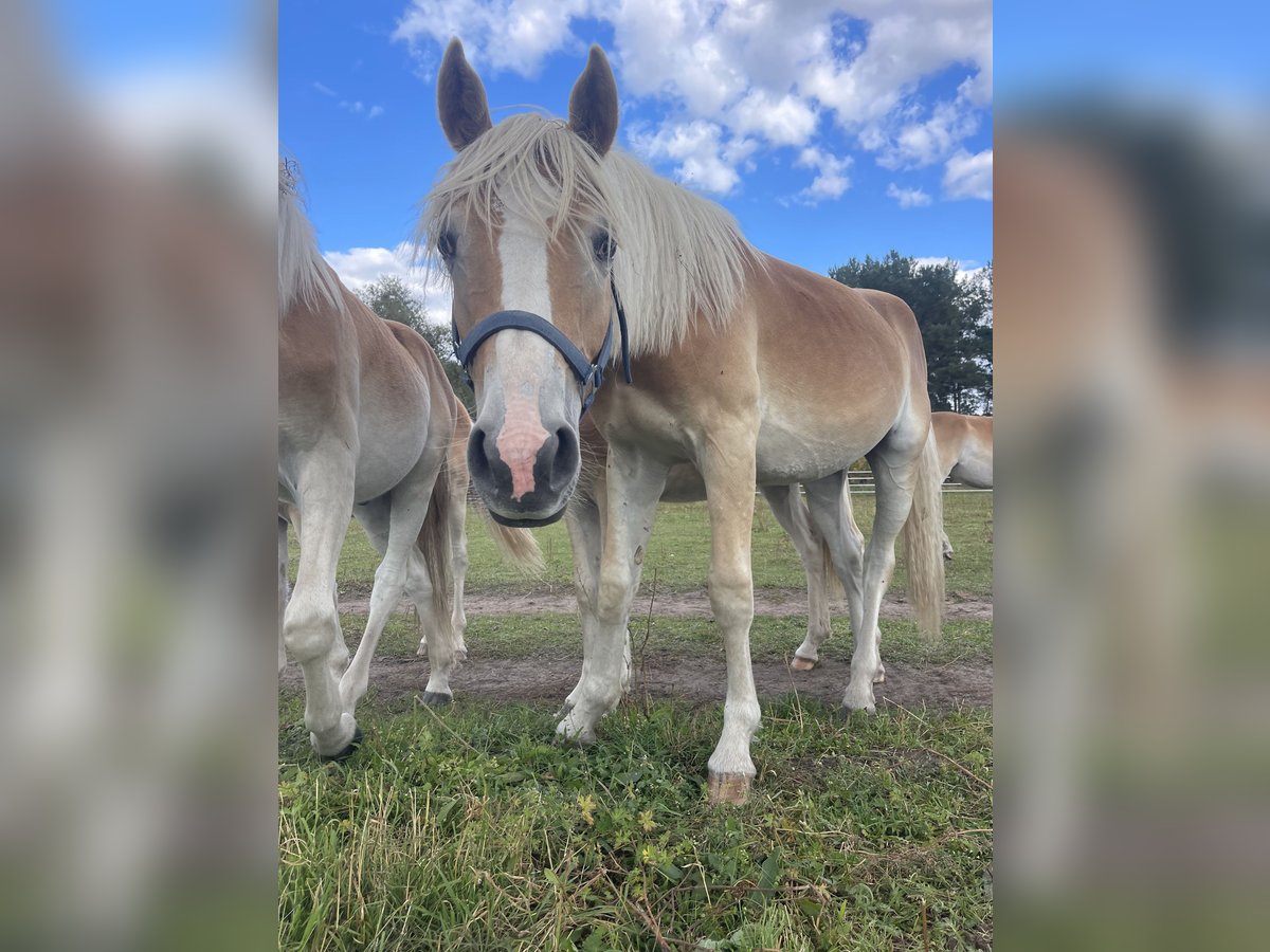Haflinger Hengst 1 Jahr 154 cm in Trebbin