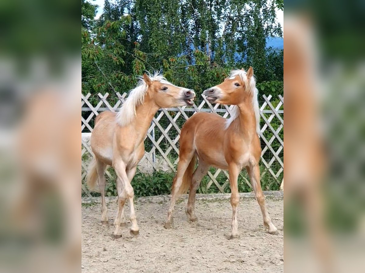 Haflinger Hengst 1 Jahr in Attersee am Attersee