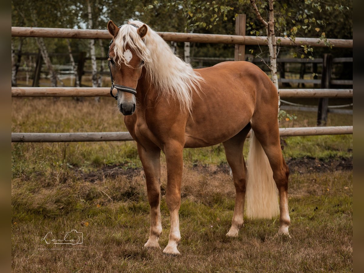 Haflinger Hengst 2 Jaar 144 cm Falbe in Bayreuth