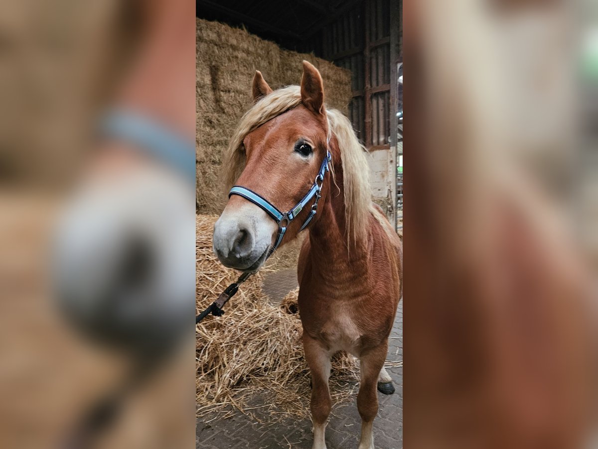 Haflinger Hengst 2 Jaar 144 cm Vos in Wolfstein