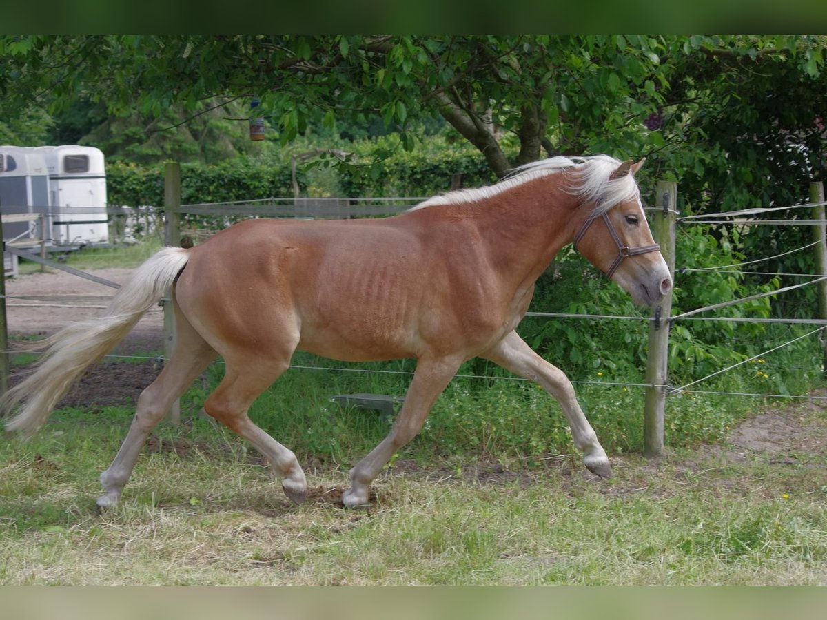 Haflinger Hengst 2 Jaar 146 cm Donkere-vos in Wellerlooi