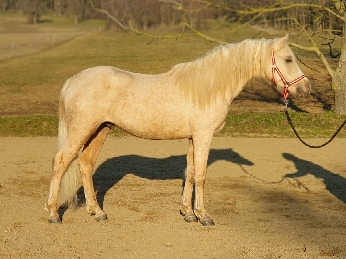 Haflinger Mix Hengst 2 Jaar 147 cm Palomino in VISZ