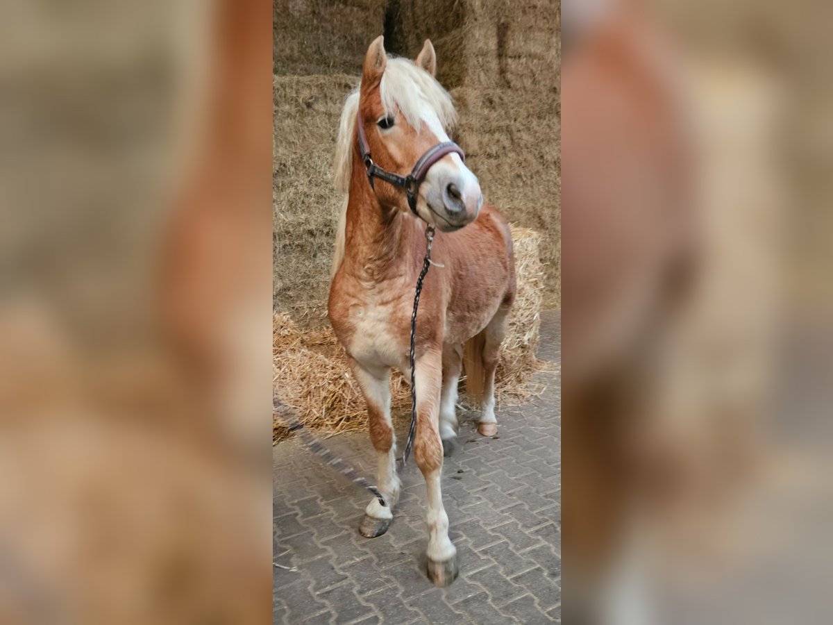 Haflinger Hengst 2 Jaar 149 cm Vos in Wolfstein
