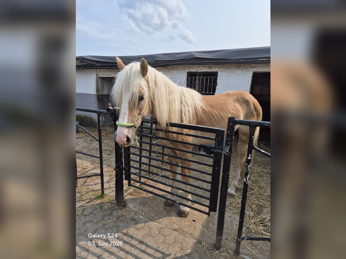 Haflinger Hengst 2 Jaar in Mönchengladbachmö Haflinger Hengst 2 Jaar in Mönchengladbachmö