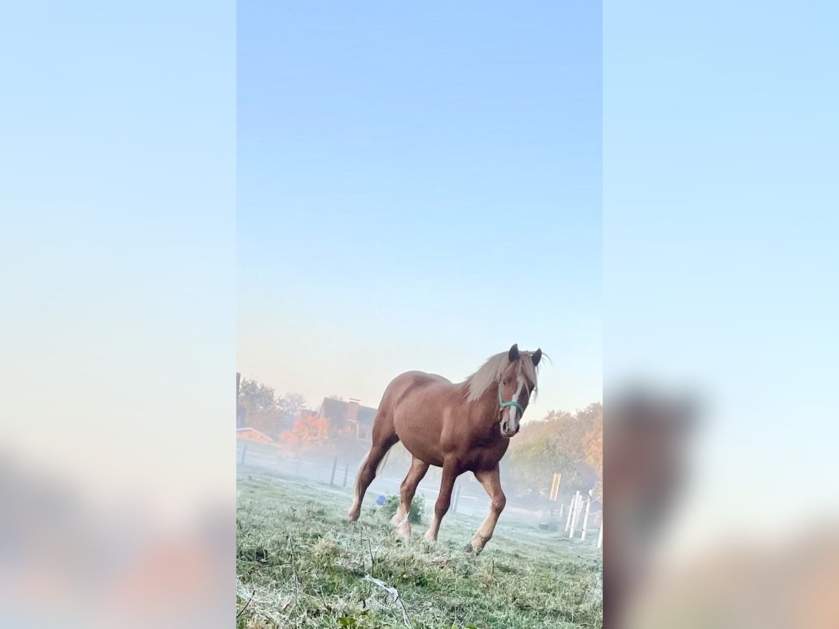 Haflinger Mix Hengst 2 Jahre 144 cm Fuchs in GrevenGreven