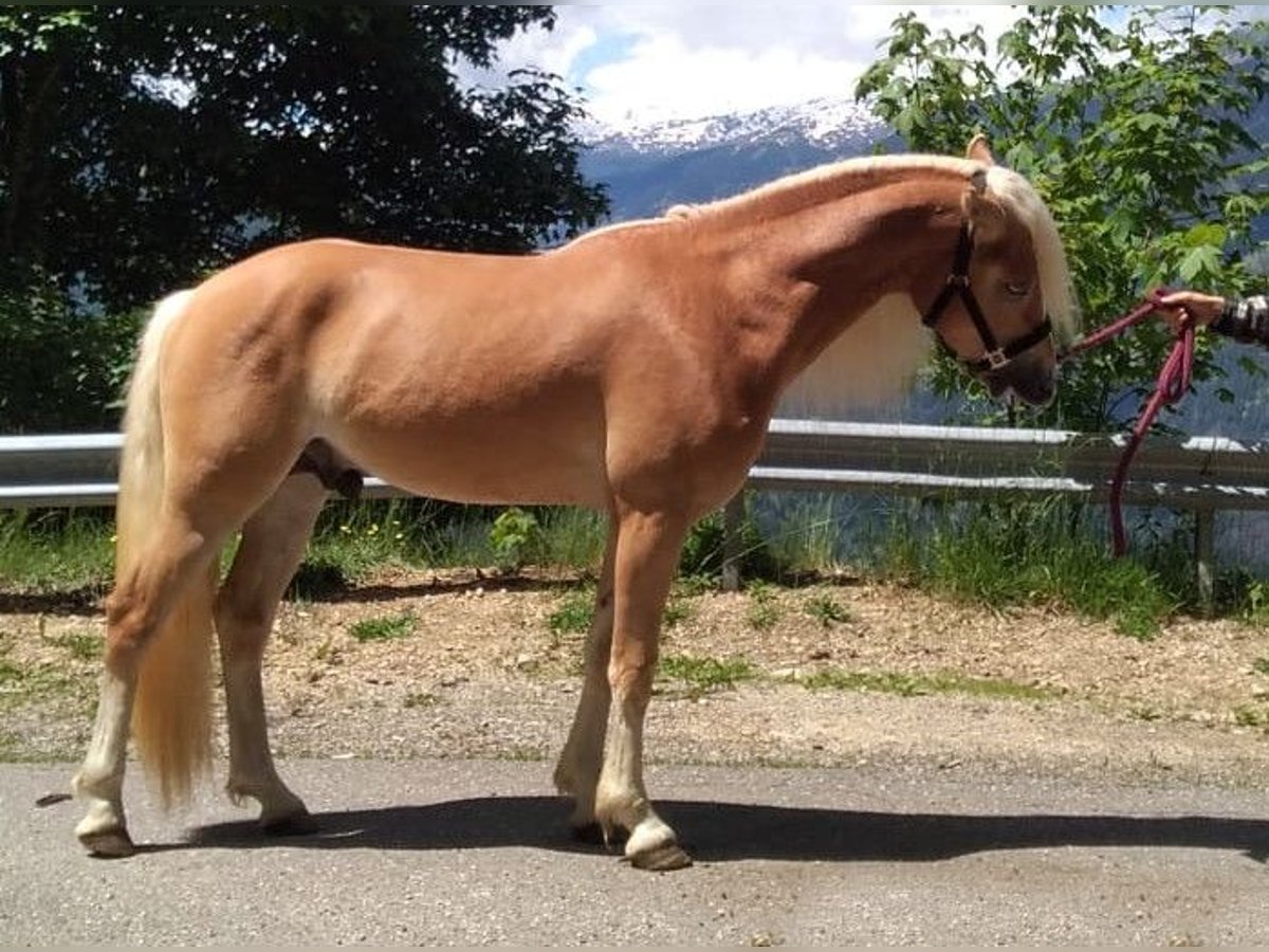 Haflinger Hengst 2 Jahre 148 cm Fuchs in Bozen/Südtirol