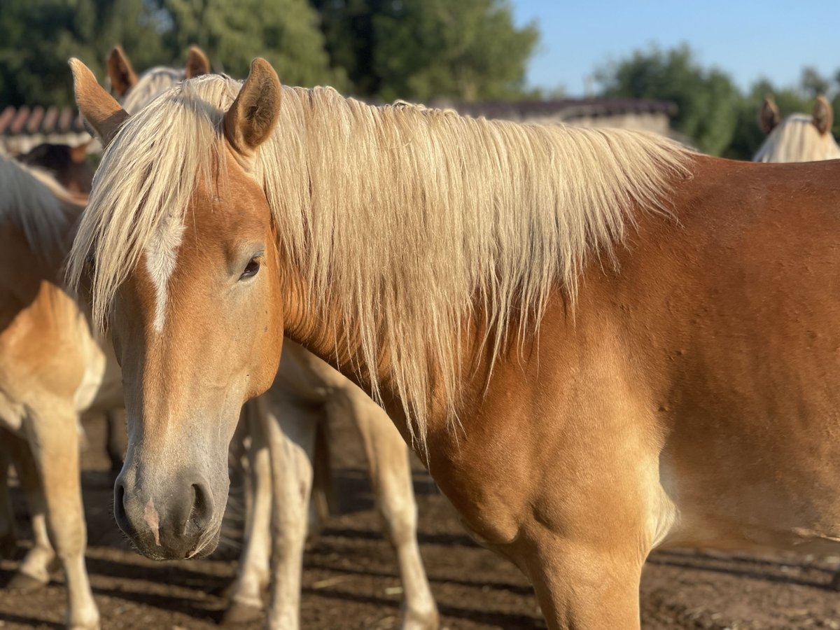 Haflinger Hengst 2 Jahre 149 cm in Trebbin