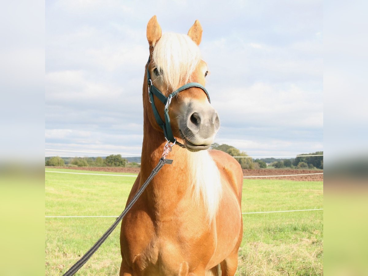 Haflinger Hengst 2 Jahre 150 cm Fuchs in Höchstadt an der Aisch