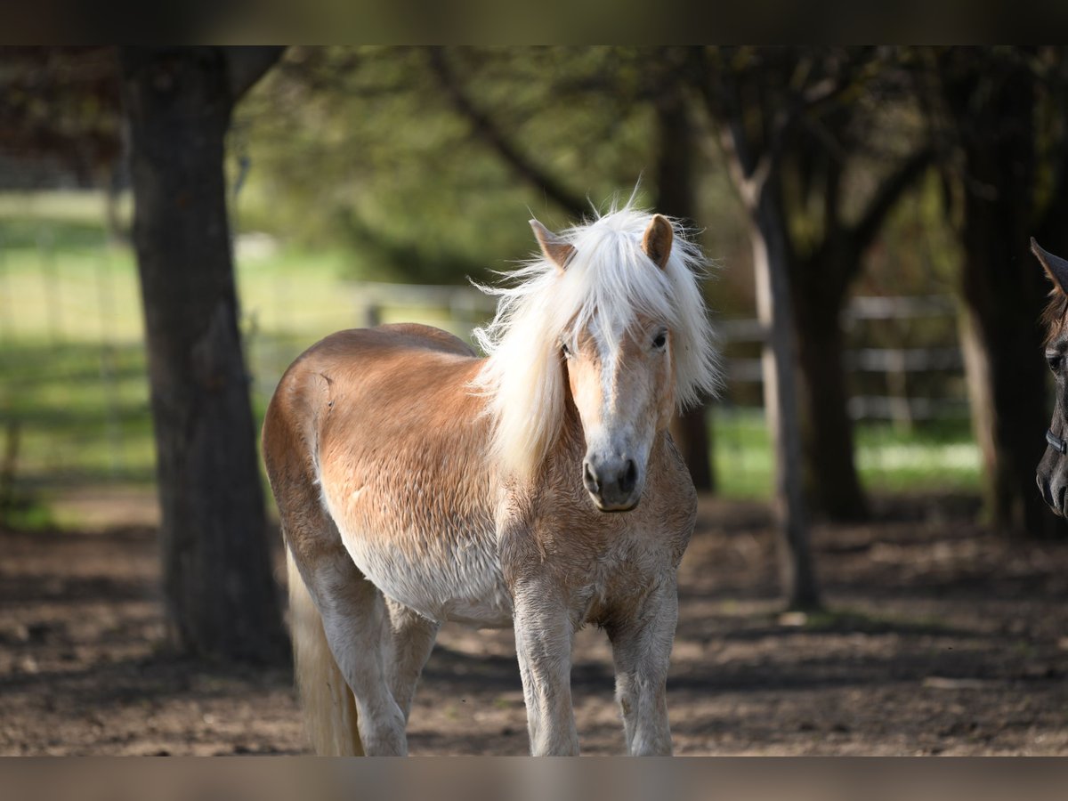Haflinger Hengst 2 Jahre 151 cm Fuchs in Langschlag