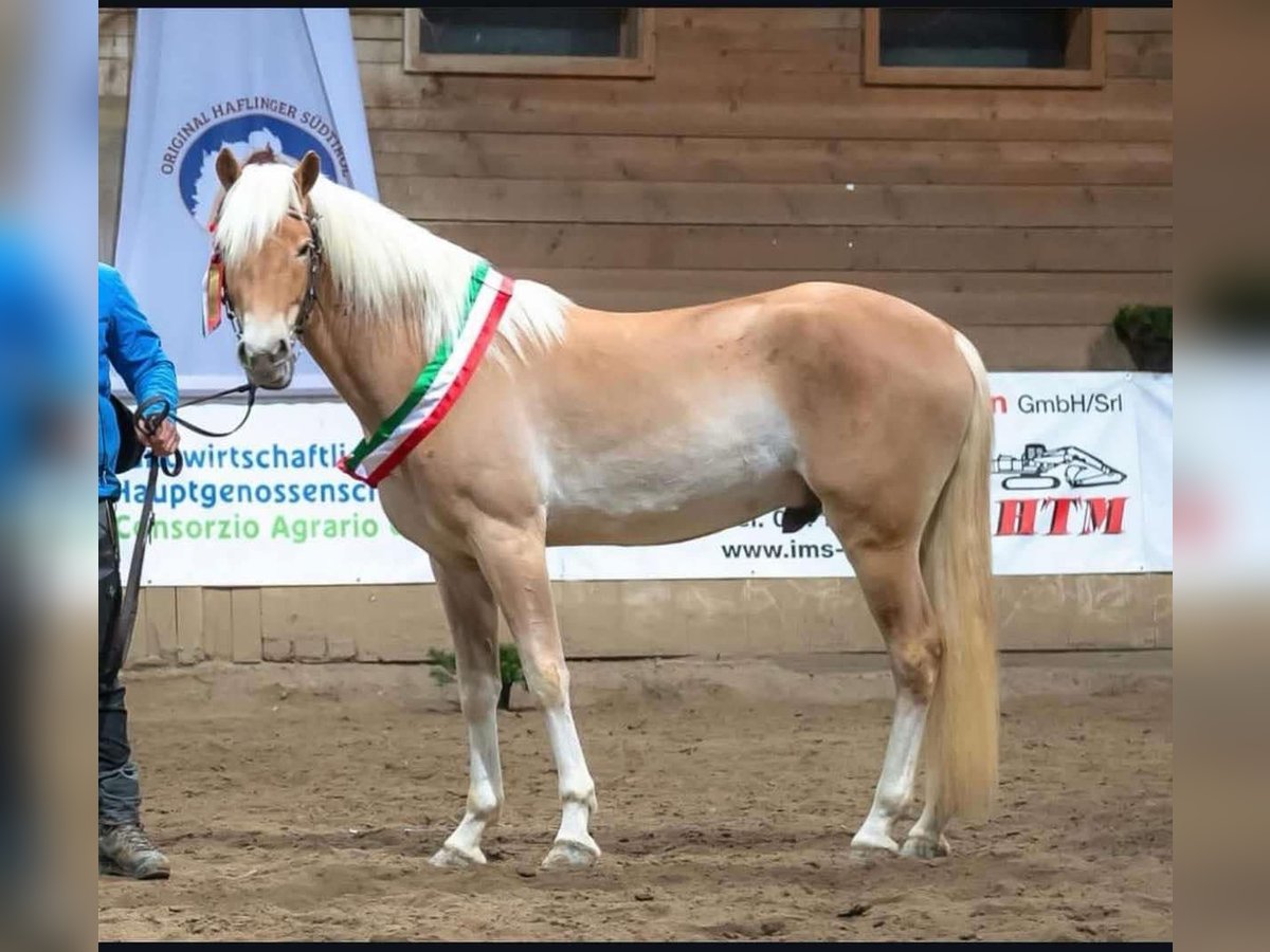 Haflinger Hengst 3 Jaar 153 cm in Jenesien