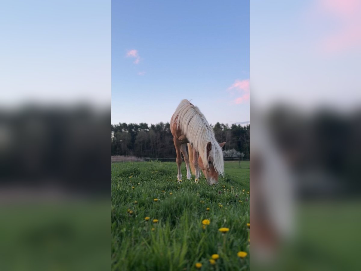 Haflinger Hengst 3 Jahre in Oisnitz
