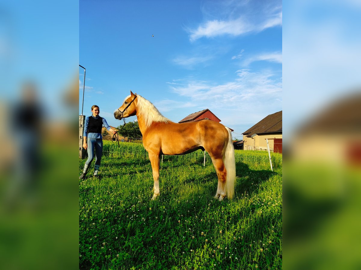 Haflinger Hengst 4 Jahre 150 cm Fuchs in Niederstetten