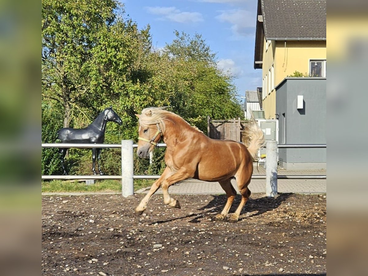 Haflinger Hengst 4 Jahre 151 cm Fuchs in Niederzier