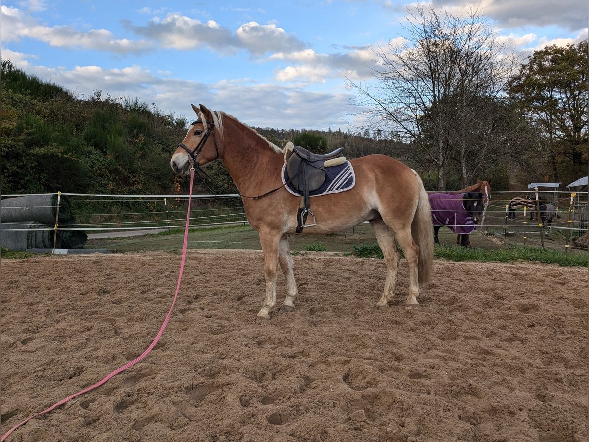 Haflinger Hengst 4 Jahre Fuchs in Morsbach