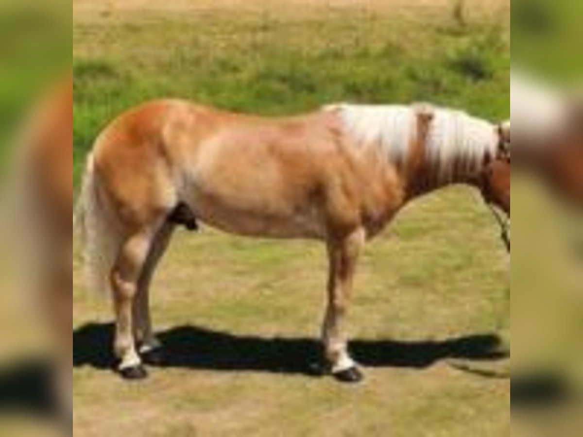 Haflinger Hengst 5 Jahre 142 cm Rotfuchs in texas
