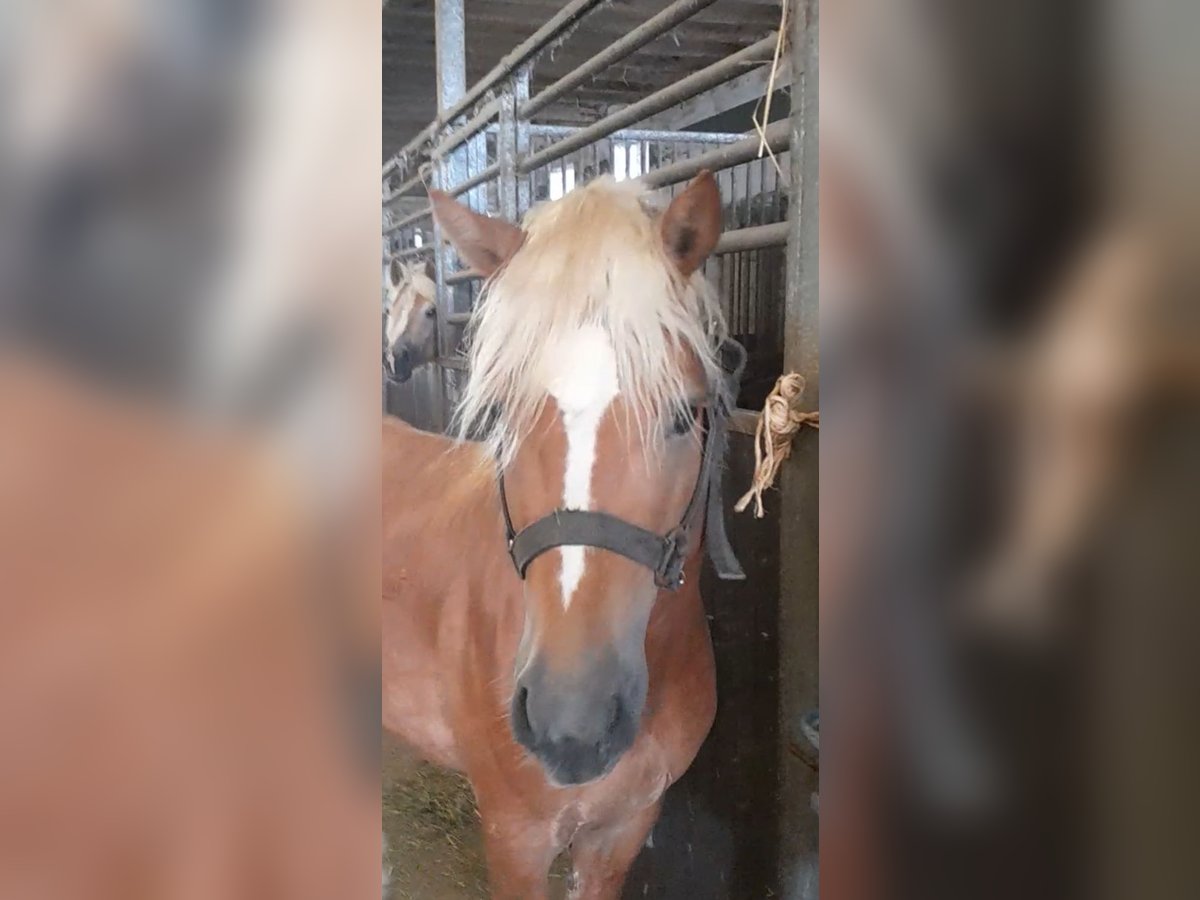Haflinger Hengst 5 Jahre 147 cm Fuchs in Niederzier