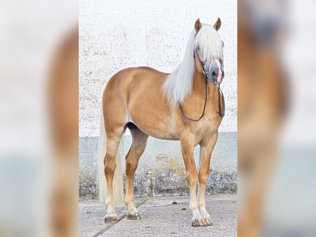 Haflinger Hengst 5 Jahre 153 cm in Someren