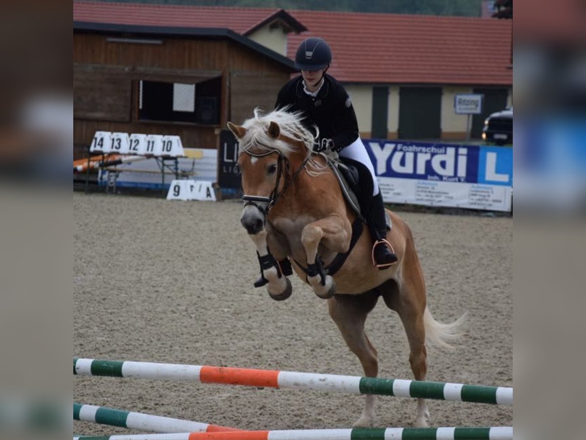 Haflinger Hengst 7 Jahre 154 cm in Ro&#xDF;leithen