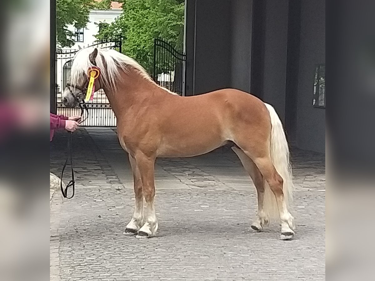 Haflinger Hengst 8 Jahre 146 cm Fuchs in Adorf