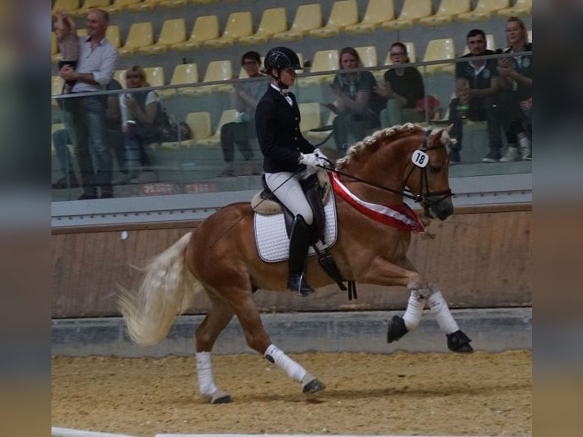Haflinger Hengst in Wuppertal Haflinger Hengst in Wuppertal