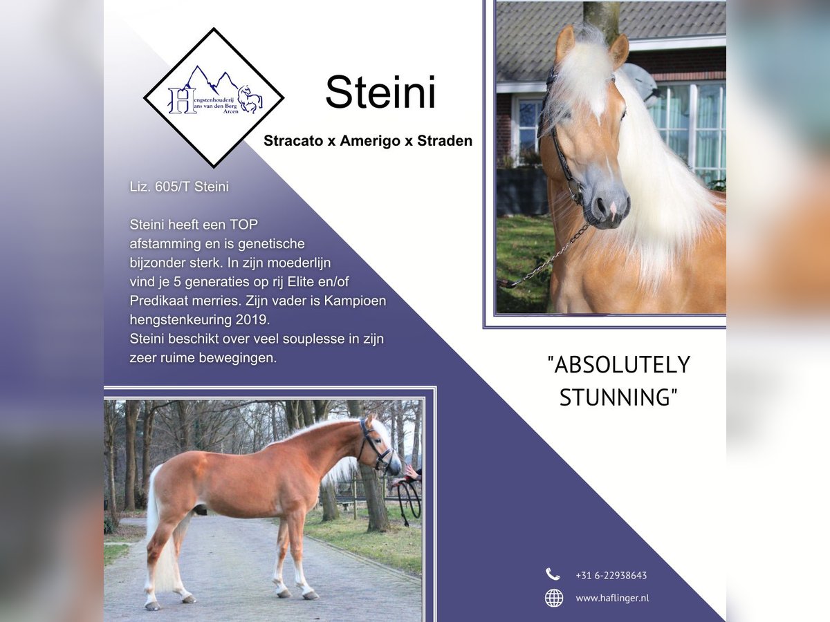 Haflinger Hengst in Arcen