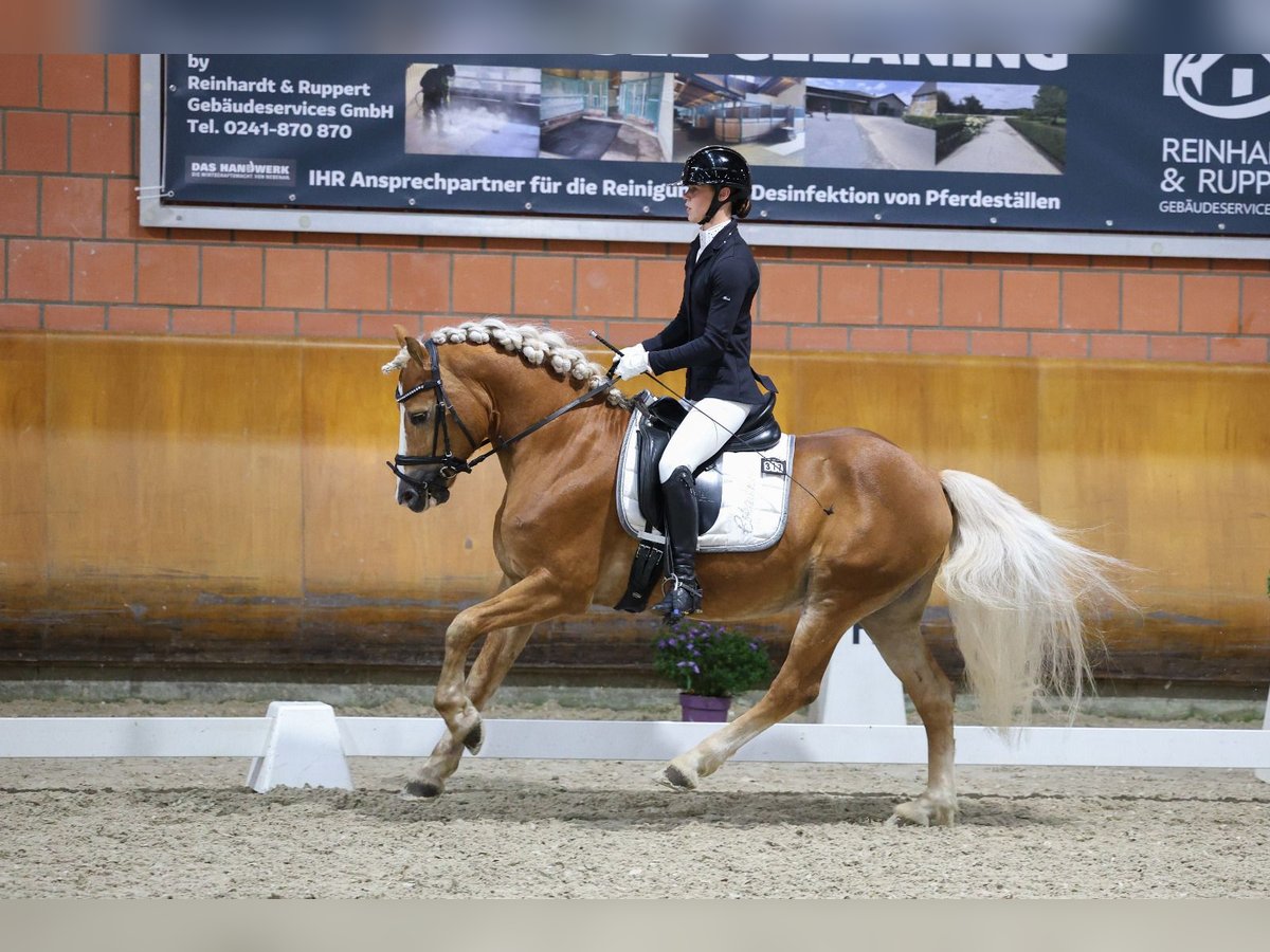 Haflinger Hengst in Wuppertal