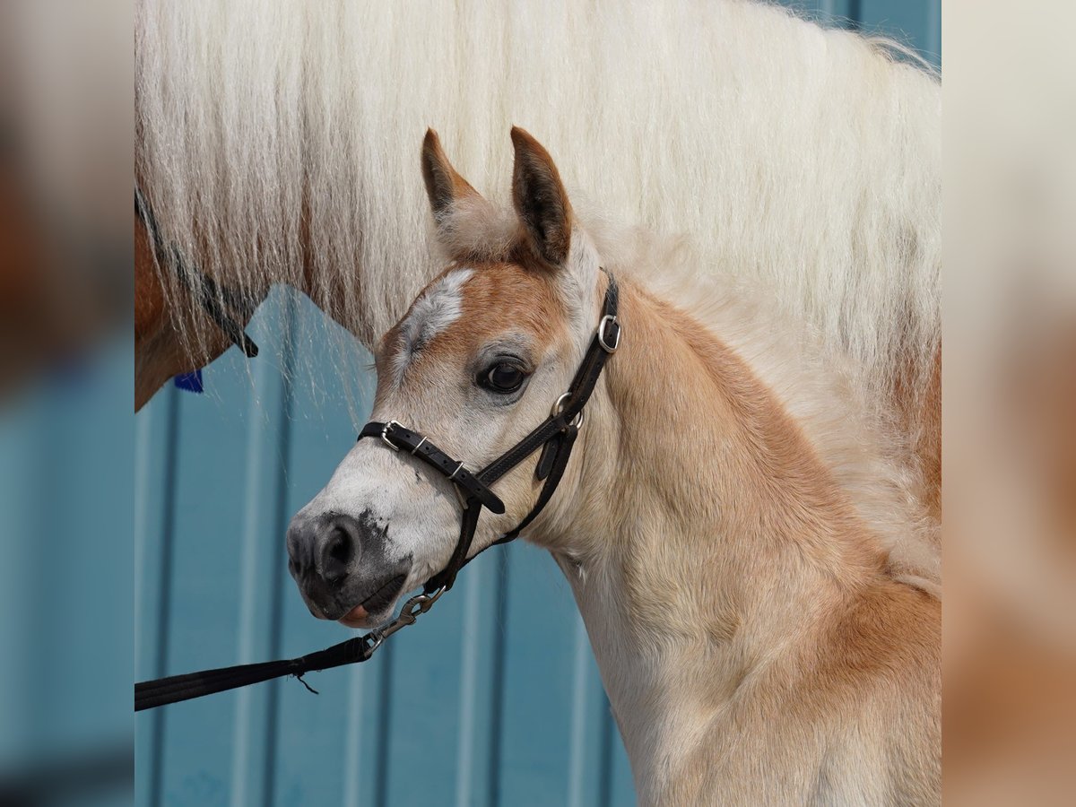 Haflinger Hengst  149 cm Fuchs in Schijndel