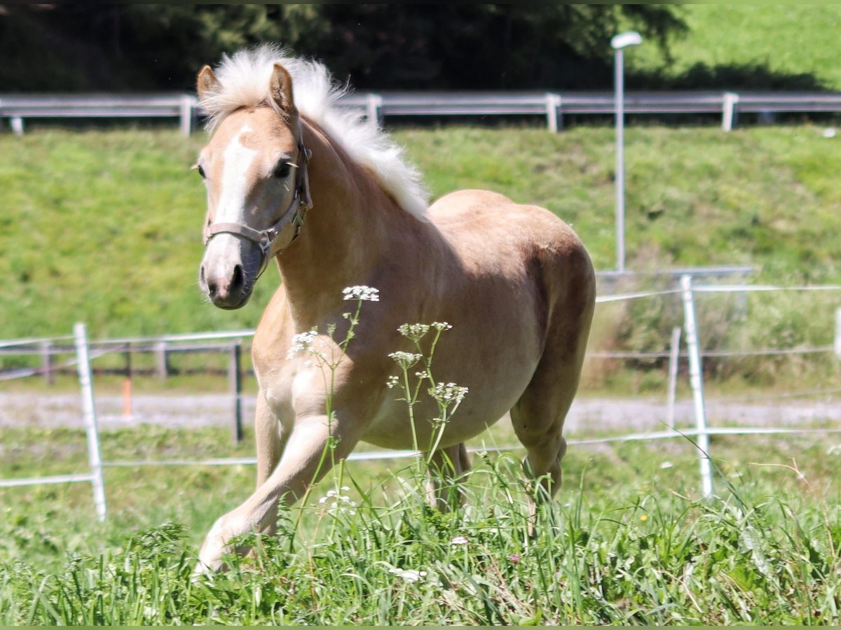 Haflinger Hengst Fohlen (03/2025) 150 cm in SerfausSerfaus