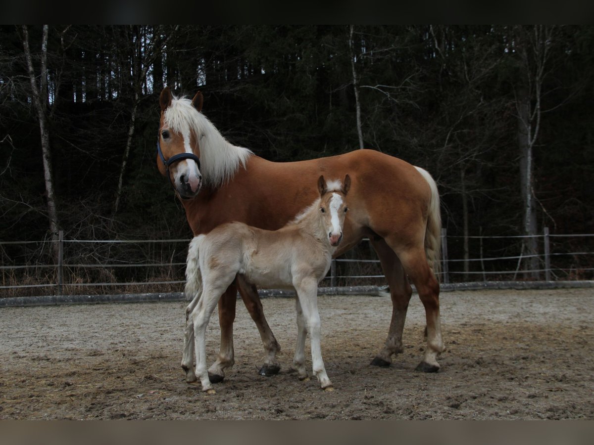 Haflinger Hengst  150 cm Fuchs in Esternberg