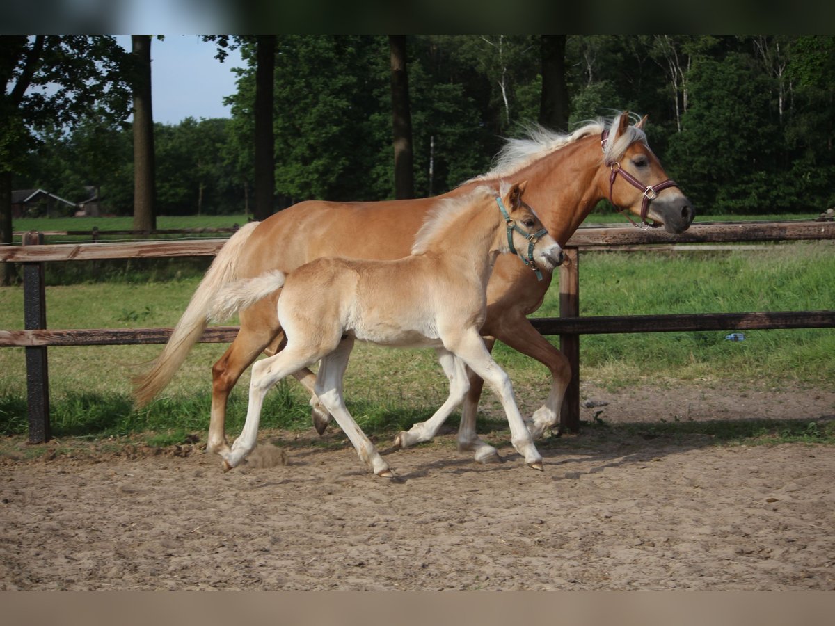 Haflinger Hengst  150 cm Fuchs in Winterswijk Woold