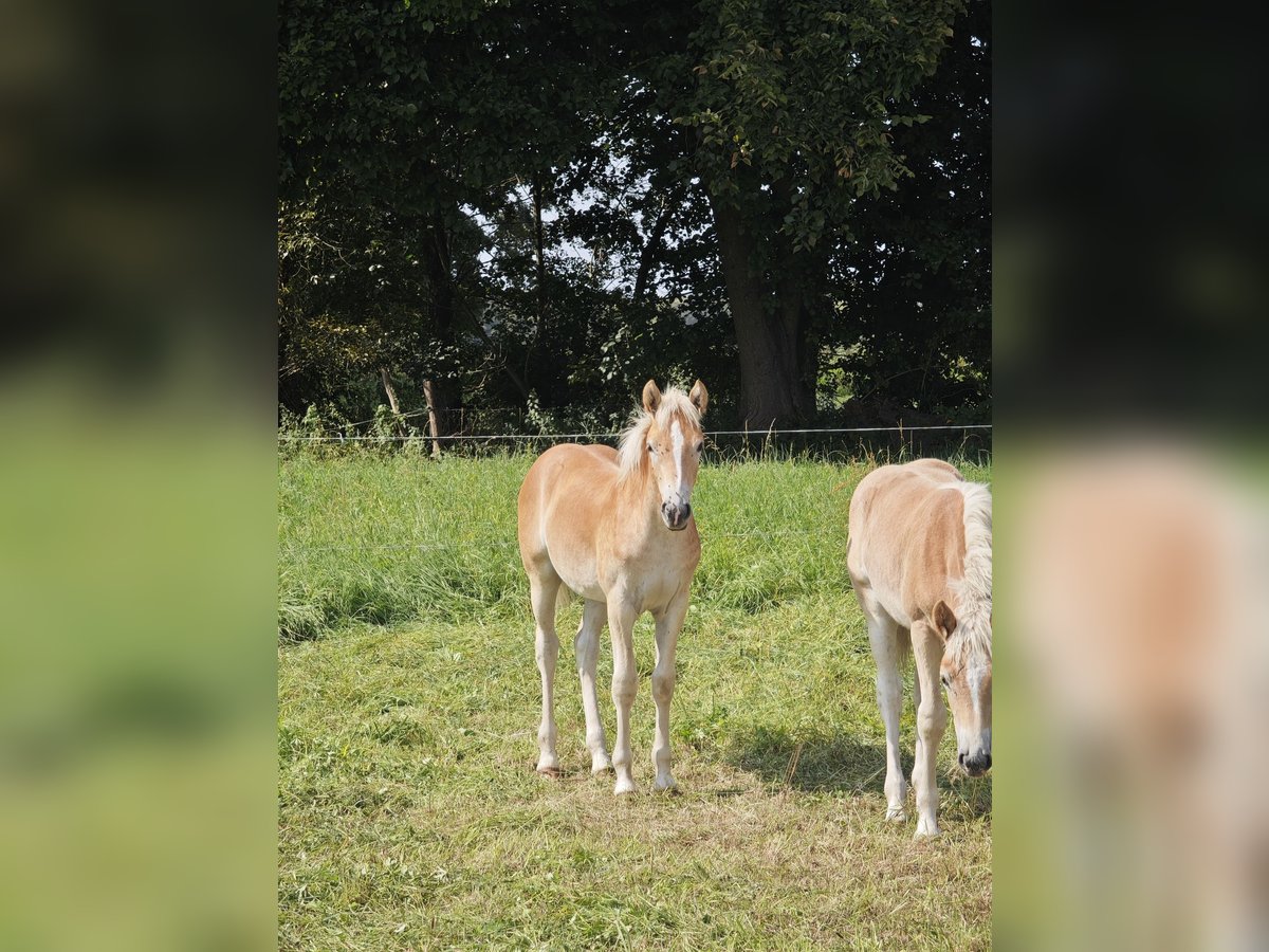 Haflinger Hengst Fohlen (04/2025) 150 cm Fuchs in Kolkwitz