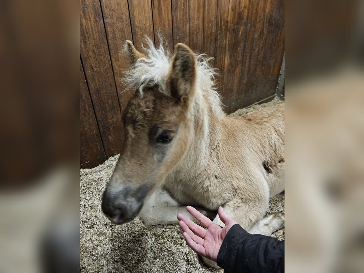 Haflinger Hengst Fohlen (02/2024) 150 cm Fuchs in Lunteren