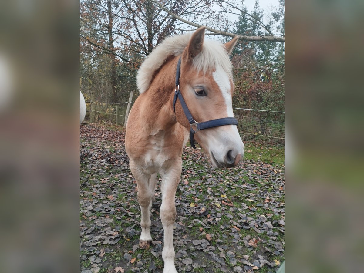 Haflinger Hengst  152 cm in Bresegard