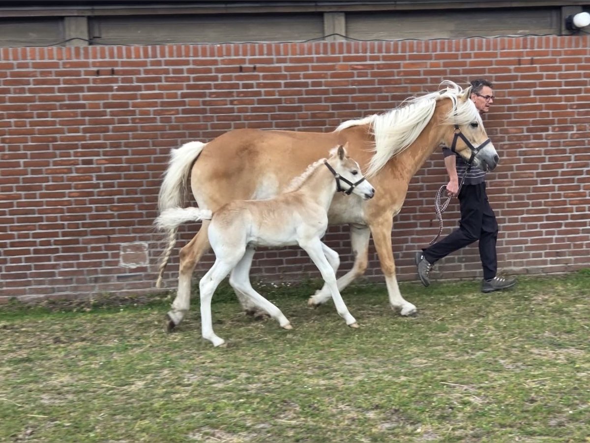 Haflinger Hengst  152 cm Fuchs in Schijndel