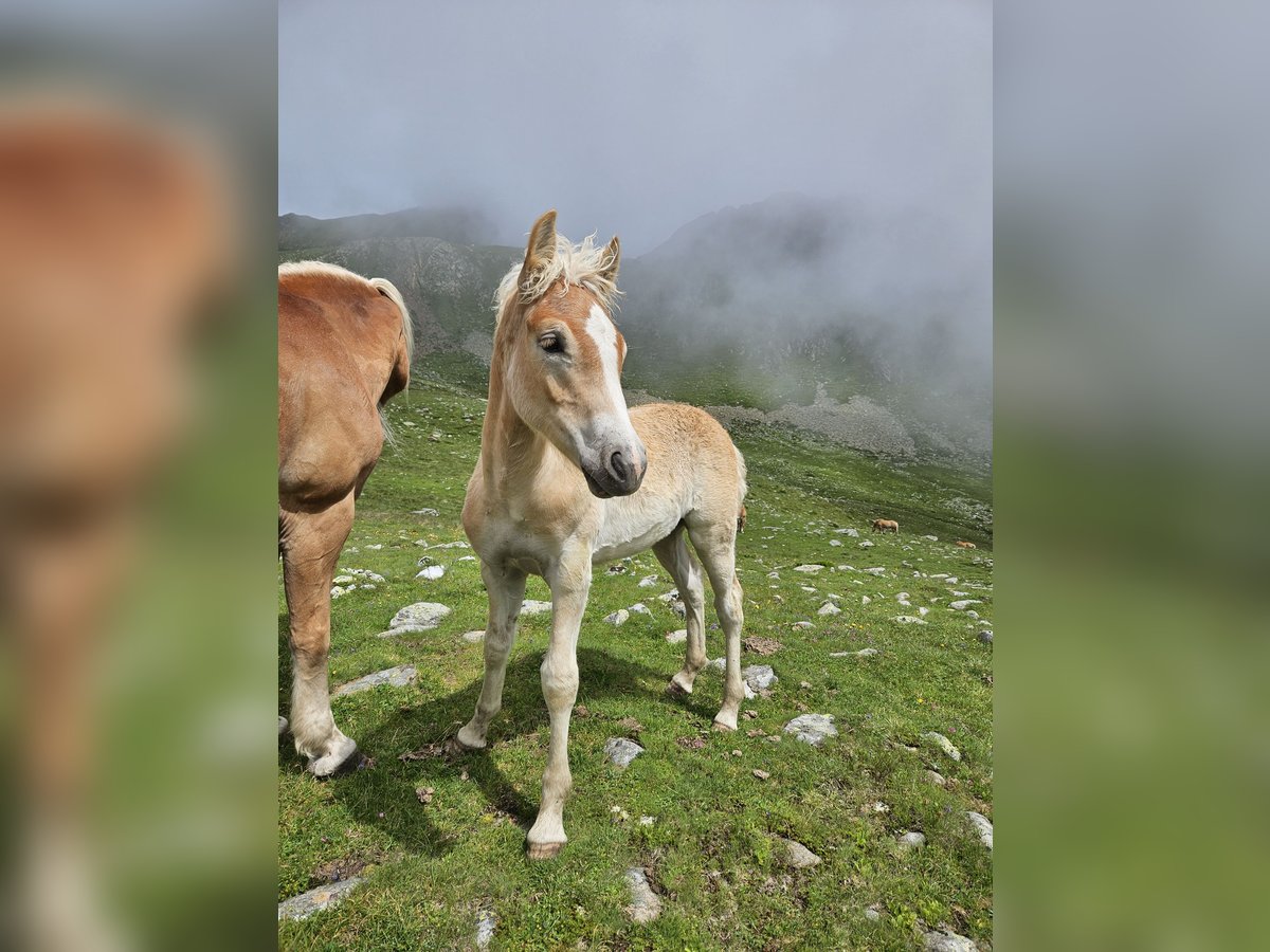 Haflinger Hengst Fohlen (03/2024) 153 cm in Ulten