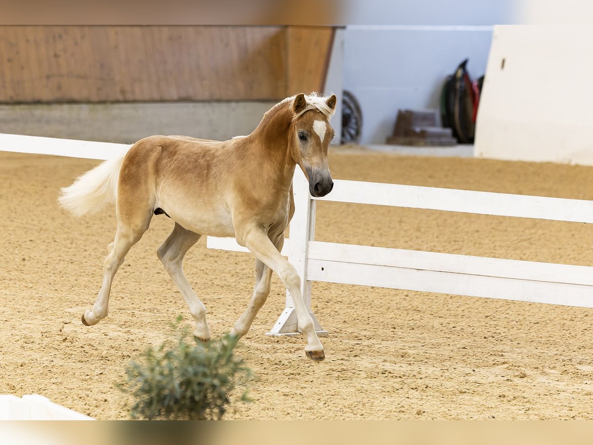 Haflinger Hengst Fohlen (04/2024) 153 cm Fuchs in Golling