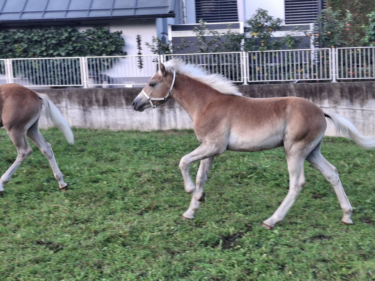 Haflinger Hengst Fohlen (02/2025) 155 cm in Landeck