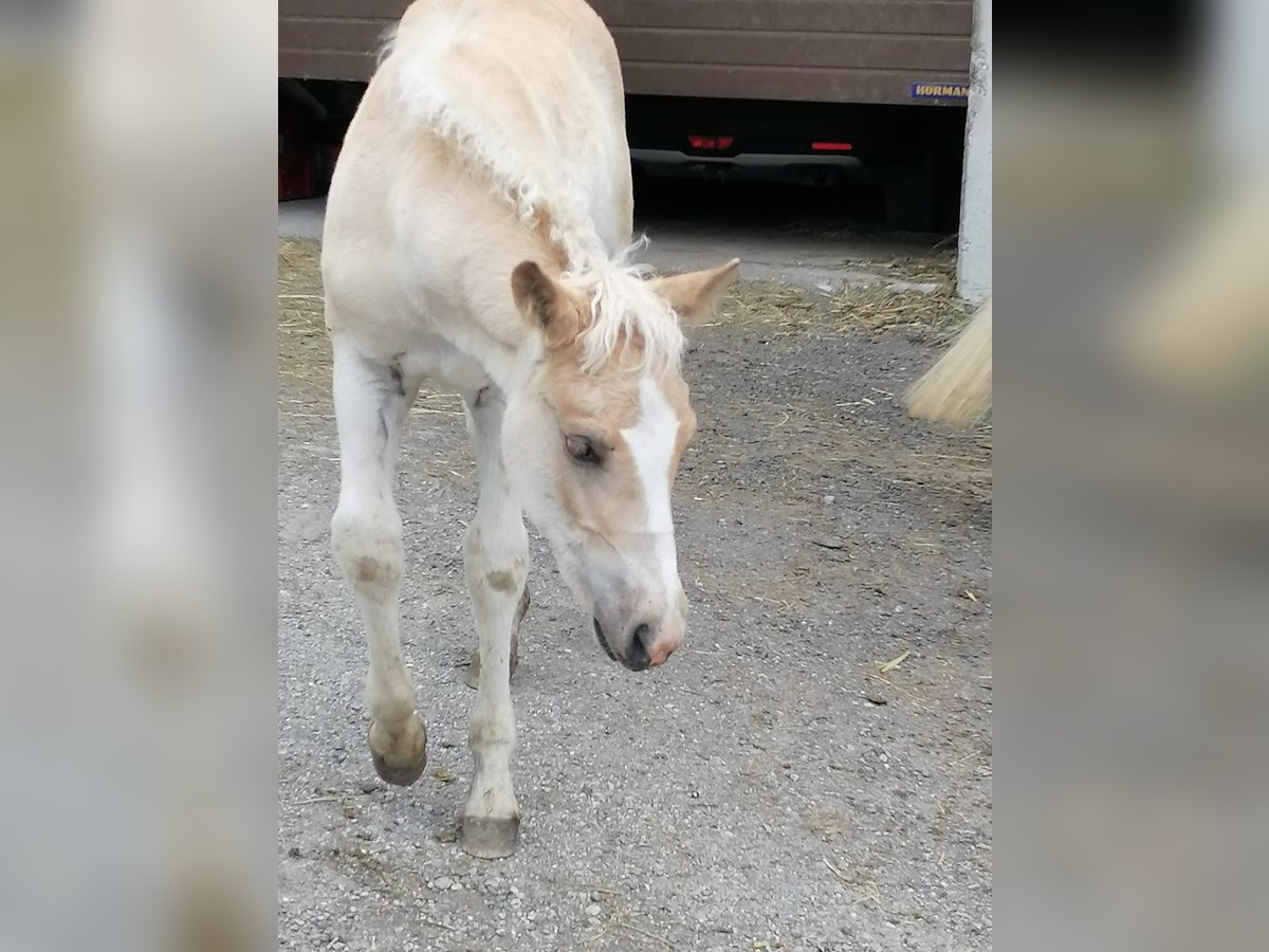 Haflinger Hengst  155 cm in F&#xFC;gen