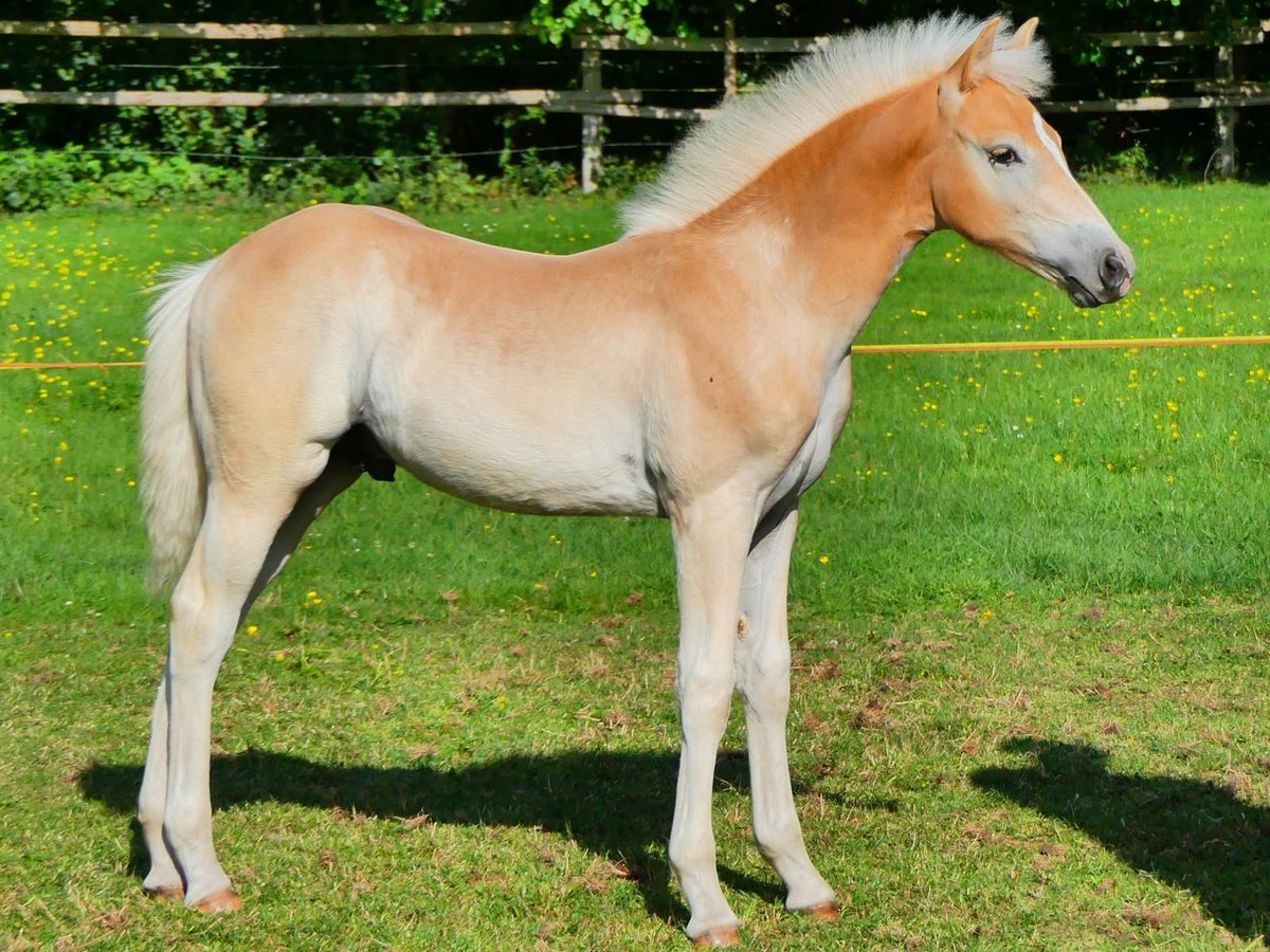 Haflinger Hengst Fohlen (04/2025) 155 cm Fuchs in Delbr&#xFC;ck