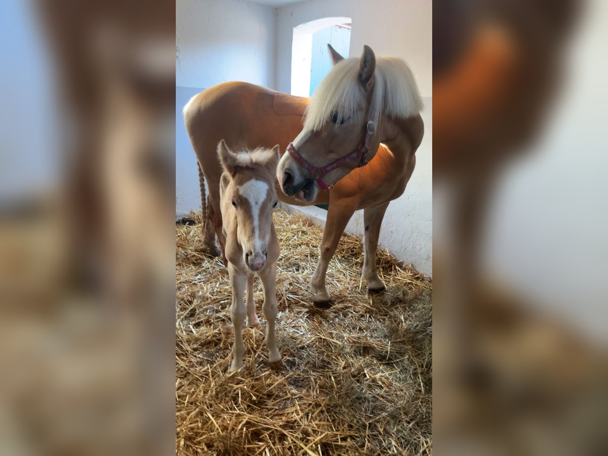 Haflinger Hengst  155 cm Palomino in Halle