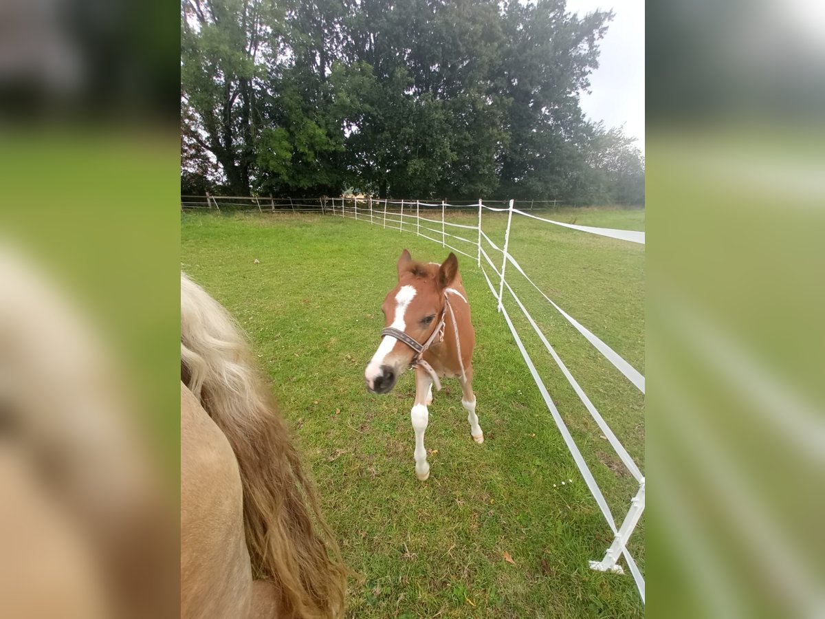 Haflinger Mix Hengst Fohlen (06/2025) 155 cm Schecke in Hamm
