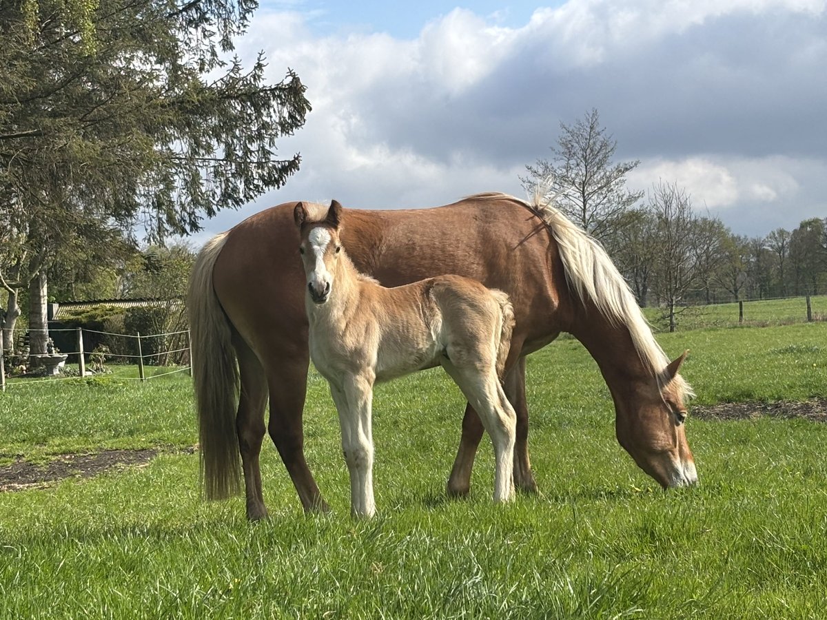 Haflinger Hengst  156 cm Fuchs in Ihlow