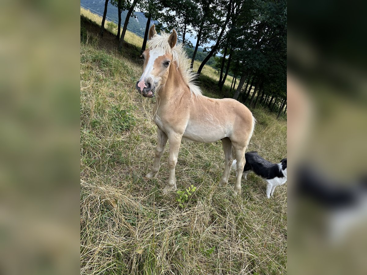 Haflinger Hengst  Dunkelfuchs in Postojna
