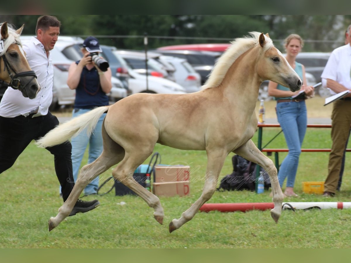 Haflinger Hengst Fohlen (05/2025) in H&#xF6;chstadt an der Aisch