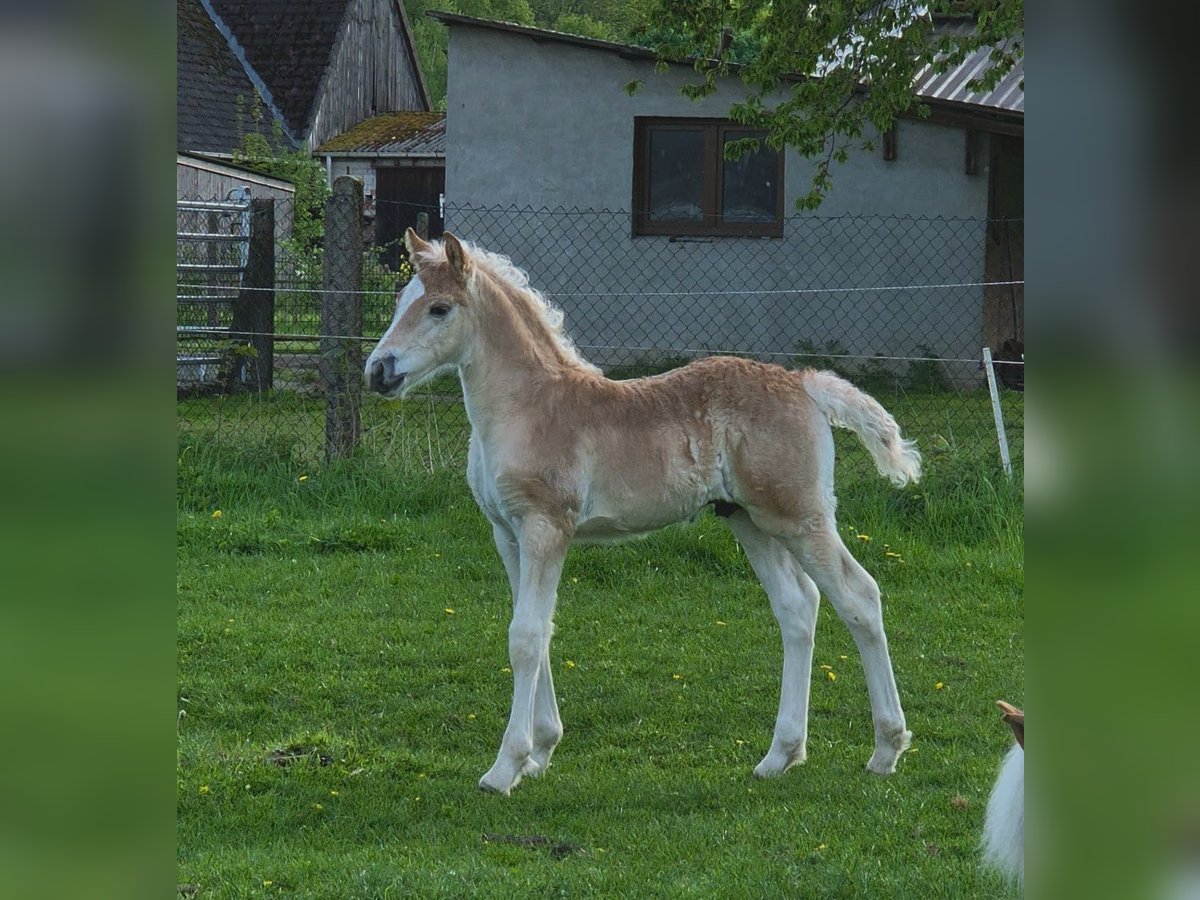 Haflinger Hengst  Fuchs in Borchen