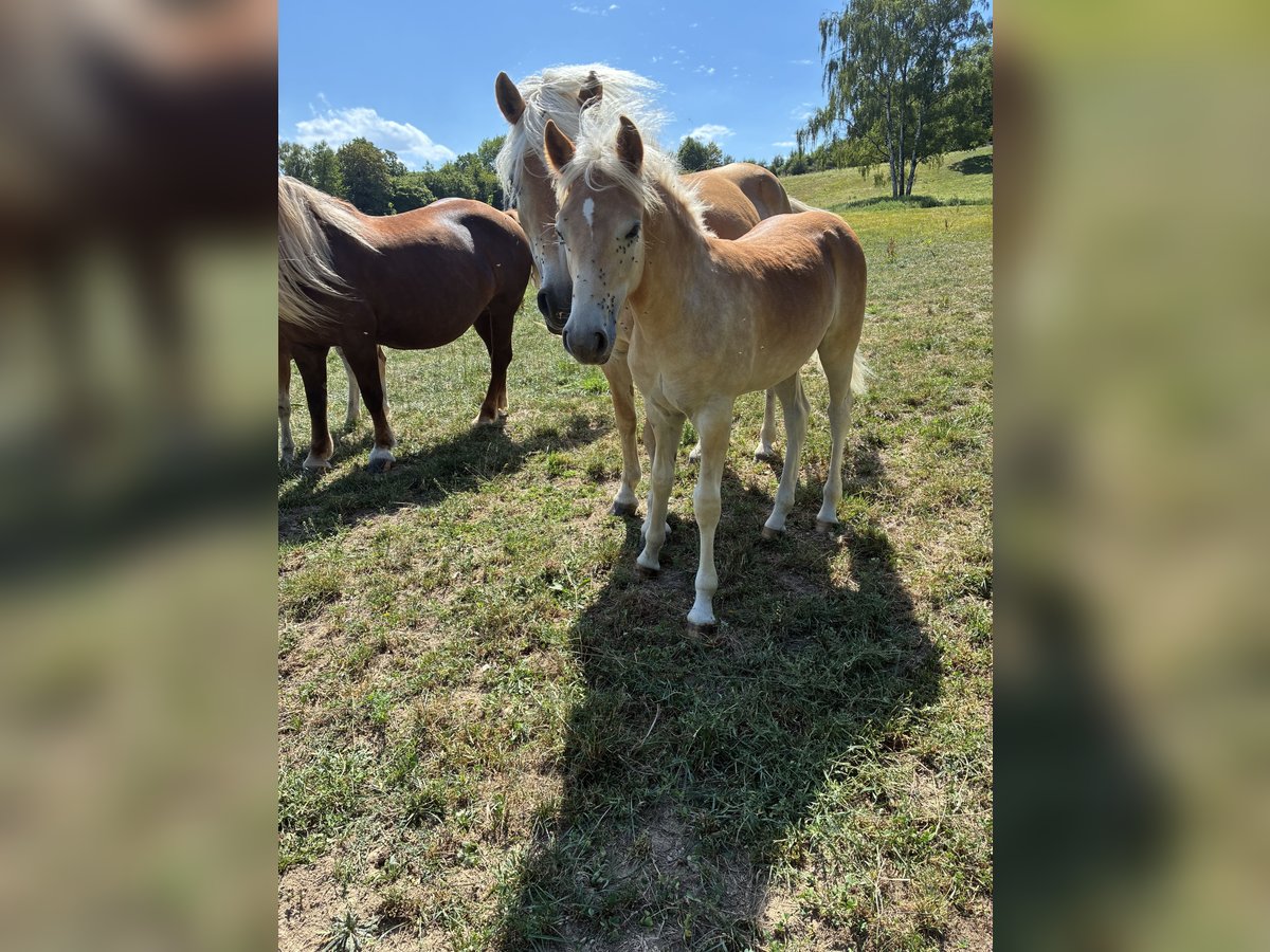 Haflinger, Hengst in Straubenhardt