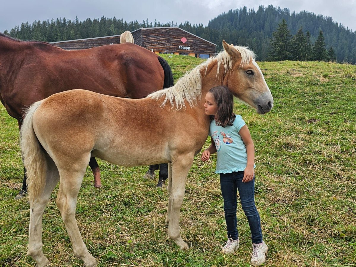 Haflinger Hengst Fohlen (02/2024) Fuchs in Bürserberg